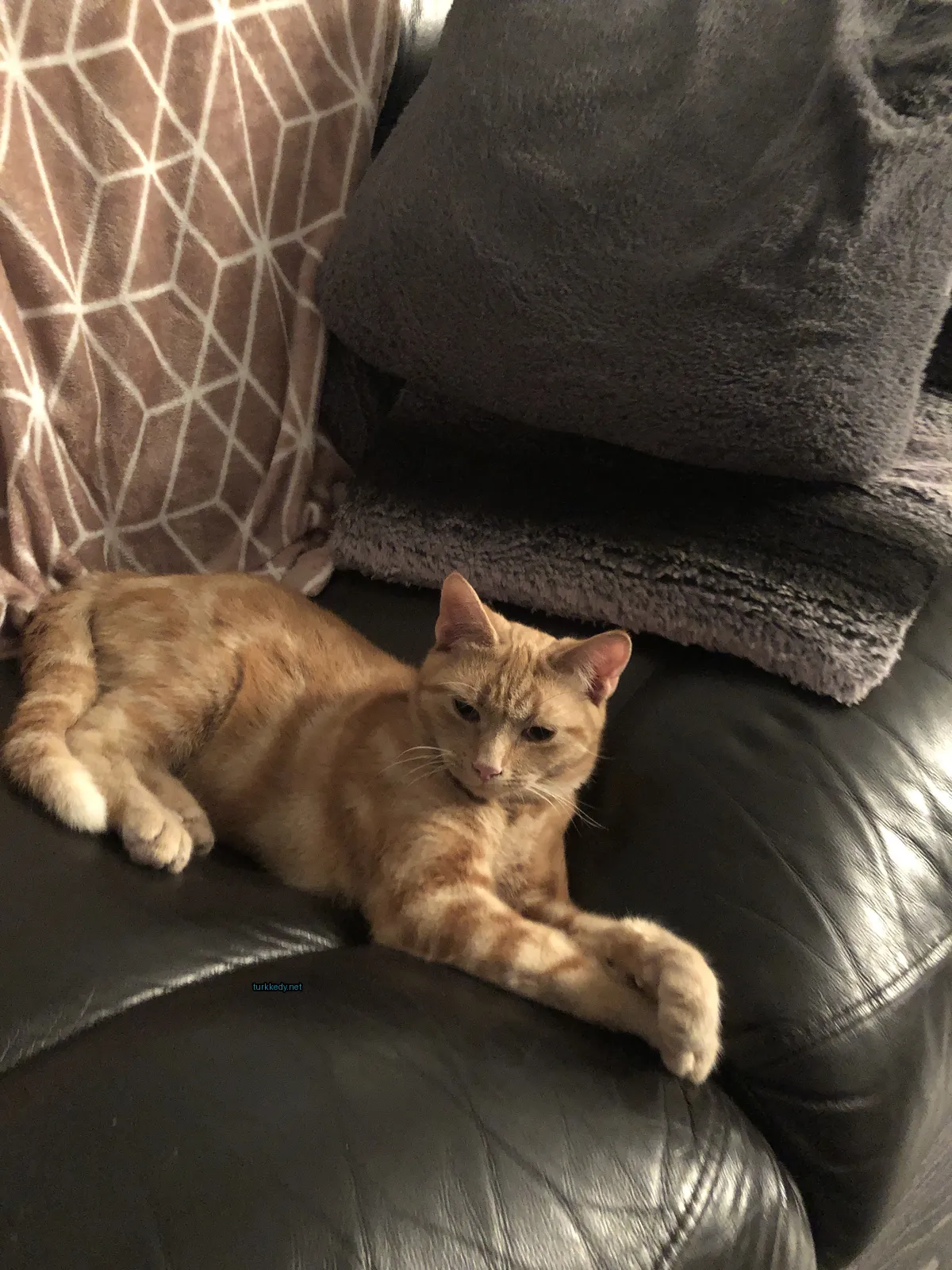 Sarı ve beyaz bir kedi siyah derili bir koltukta yatıyor.