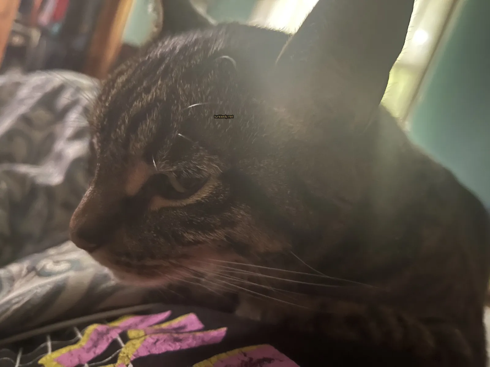 Kara ve siyah bir kedi, beyaz bir lekeyle önündeki yatağa yatılmış.