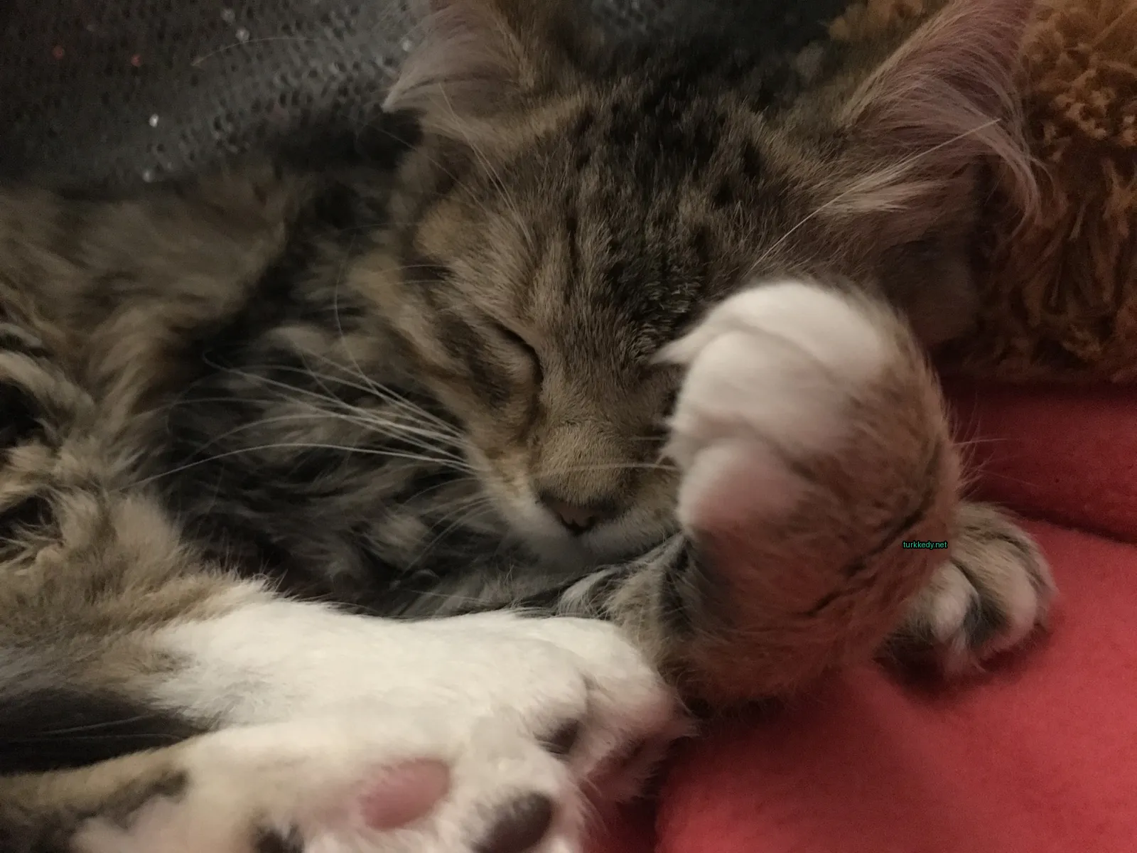 Kırmızı bir bez üzerinde çizikli bir kedi yatar.