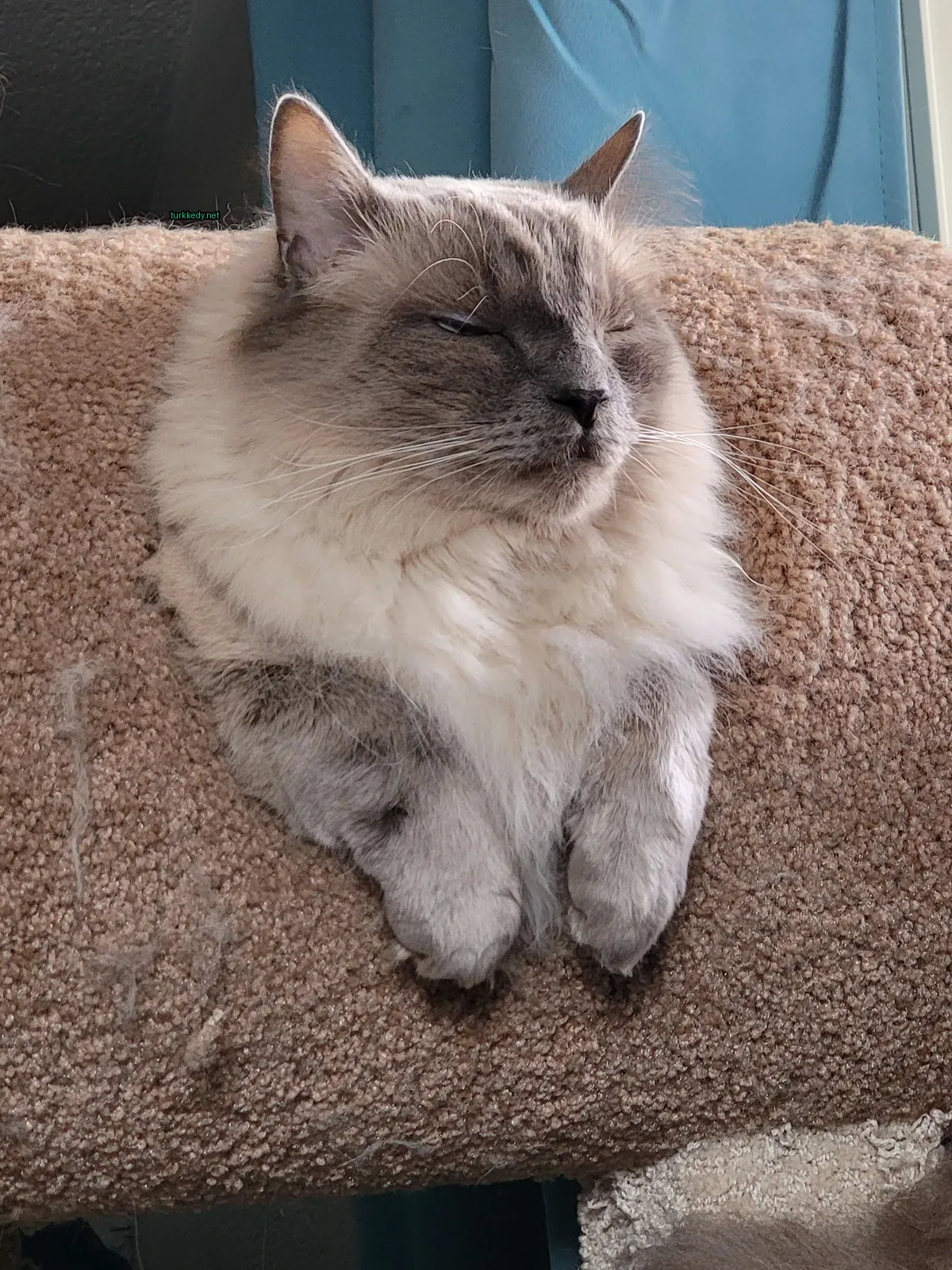 Beyaz bir kedi, gri yüzü ve tırnakları ile kedi yatağında yatıyor.