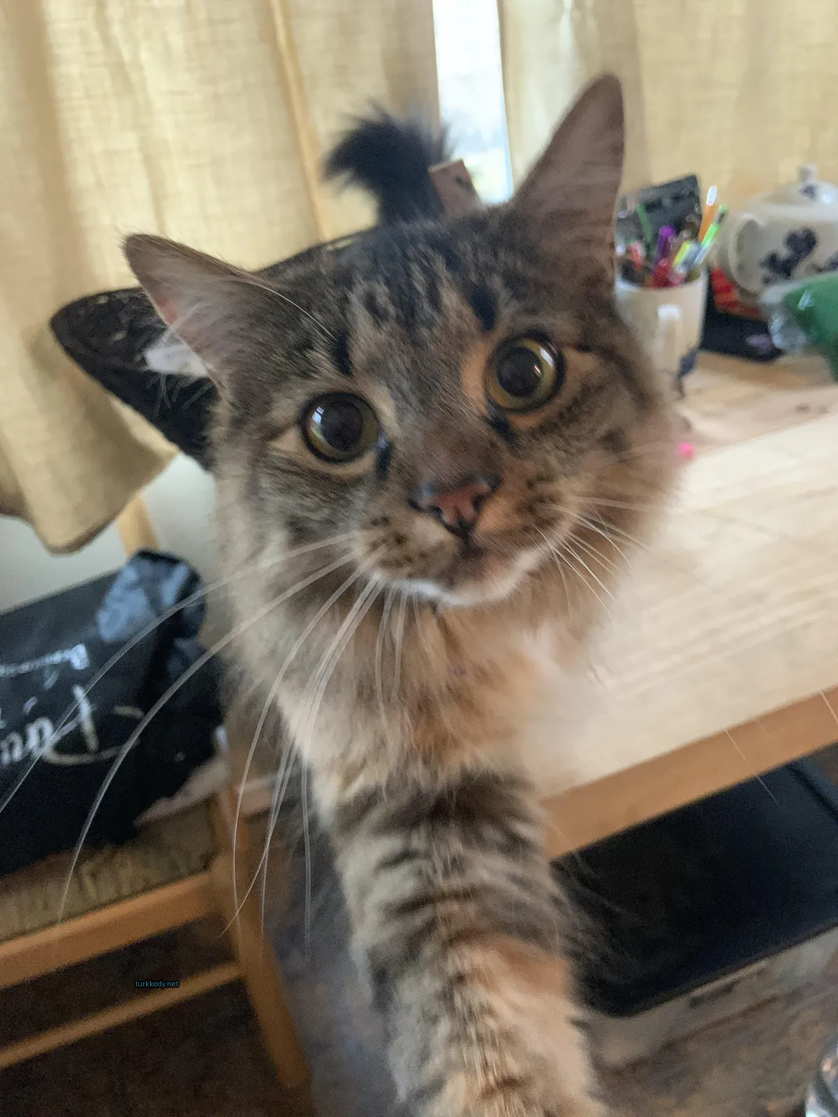 Siyah ve kahverengi desenli bir kedi masa üzerinde oturuyor.