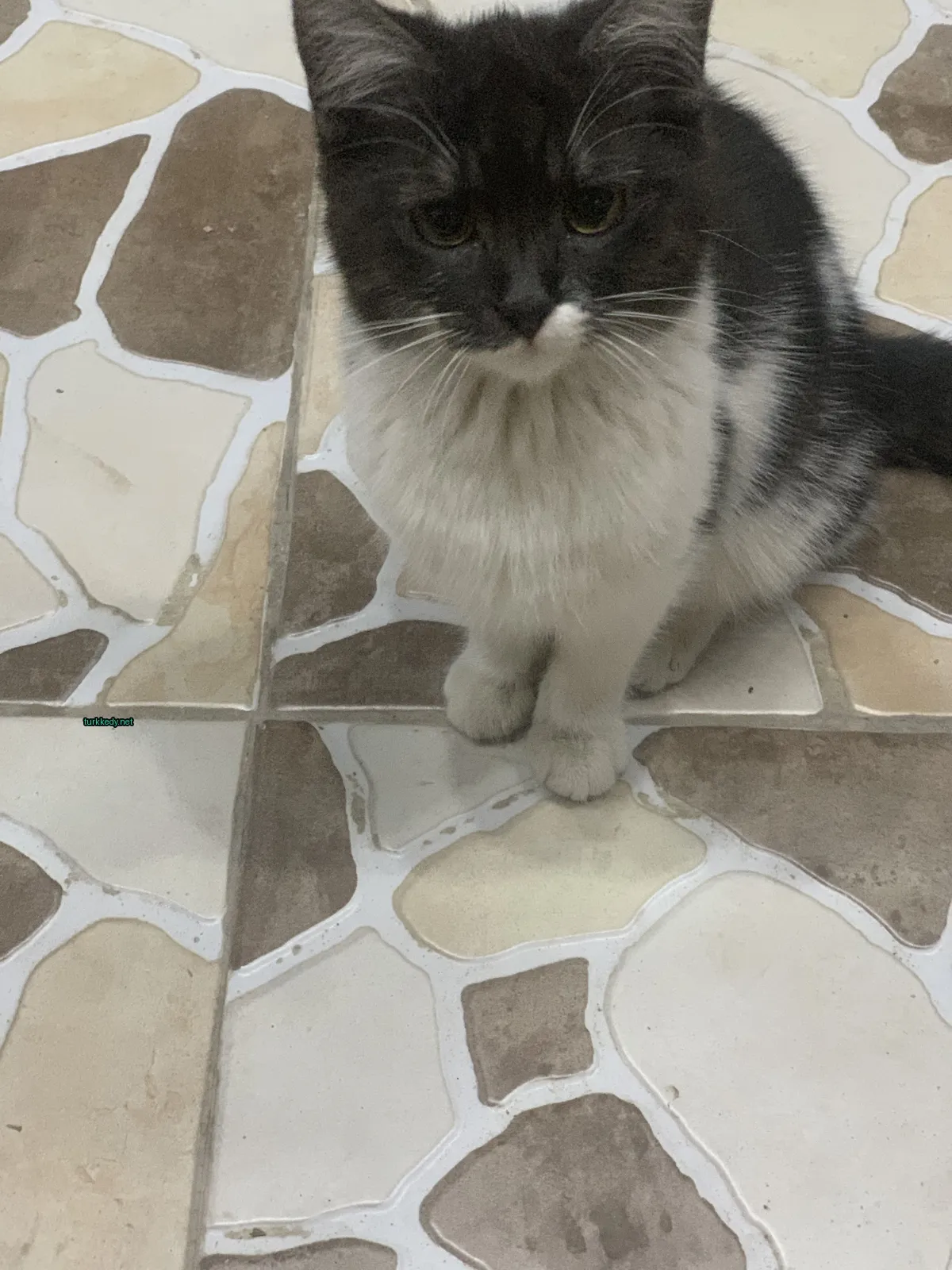 Gri ve beyaz bir kedi bir mermer zeminde oturuyor.