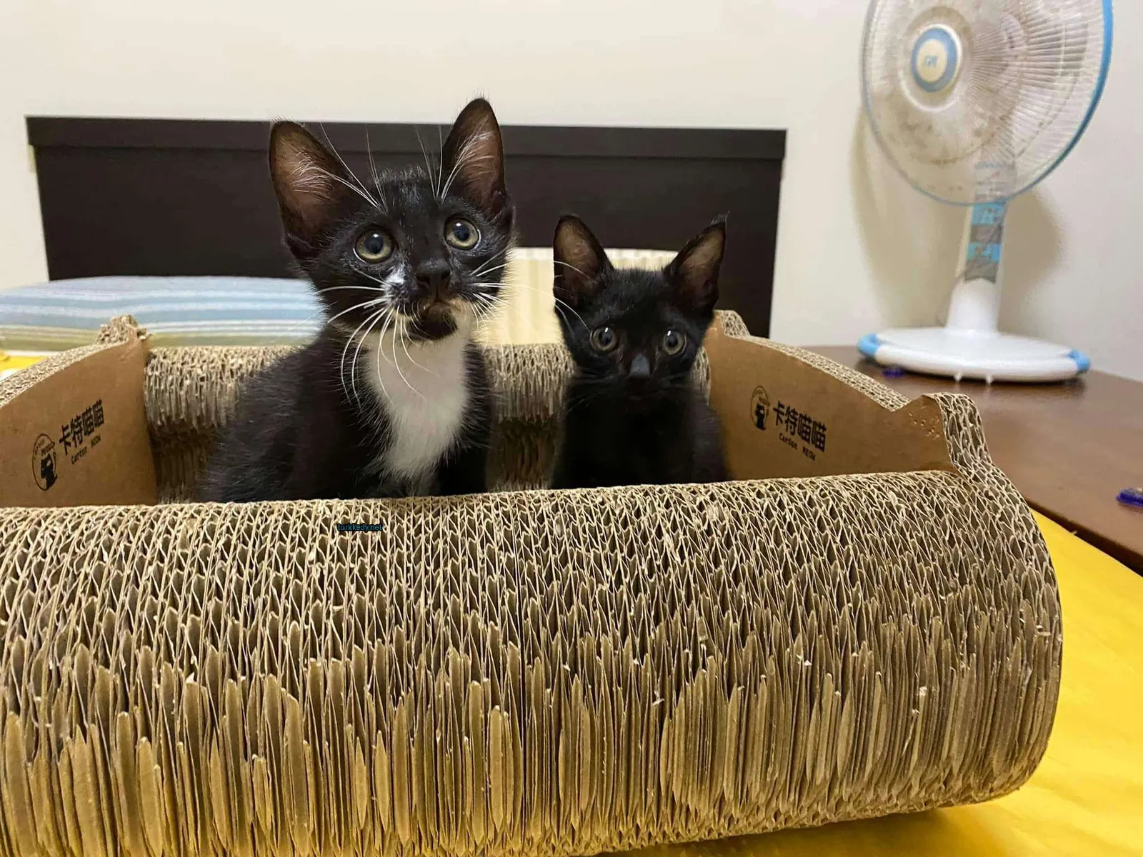 Beyaz ve siyah iki kedi boxta oturuyor.