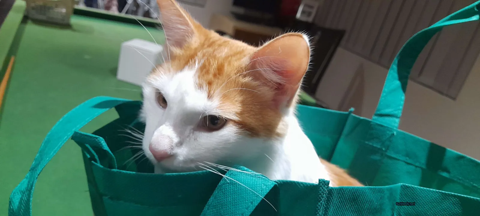 Beyaz ve turuncu bir kedi yeşil bir torbada oturuyor.