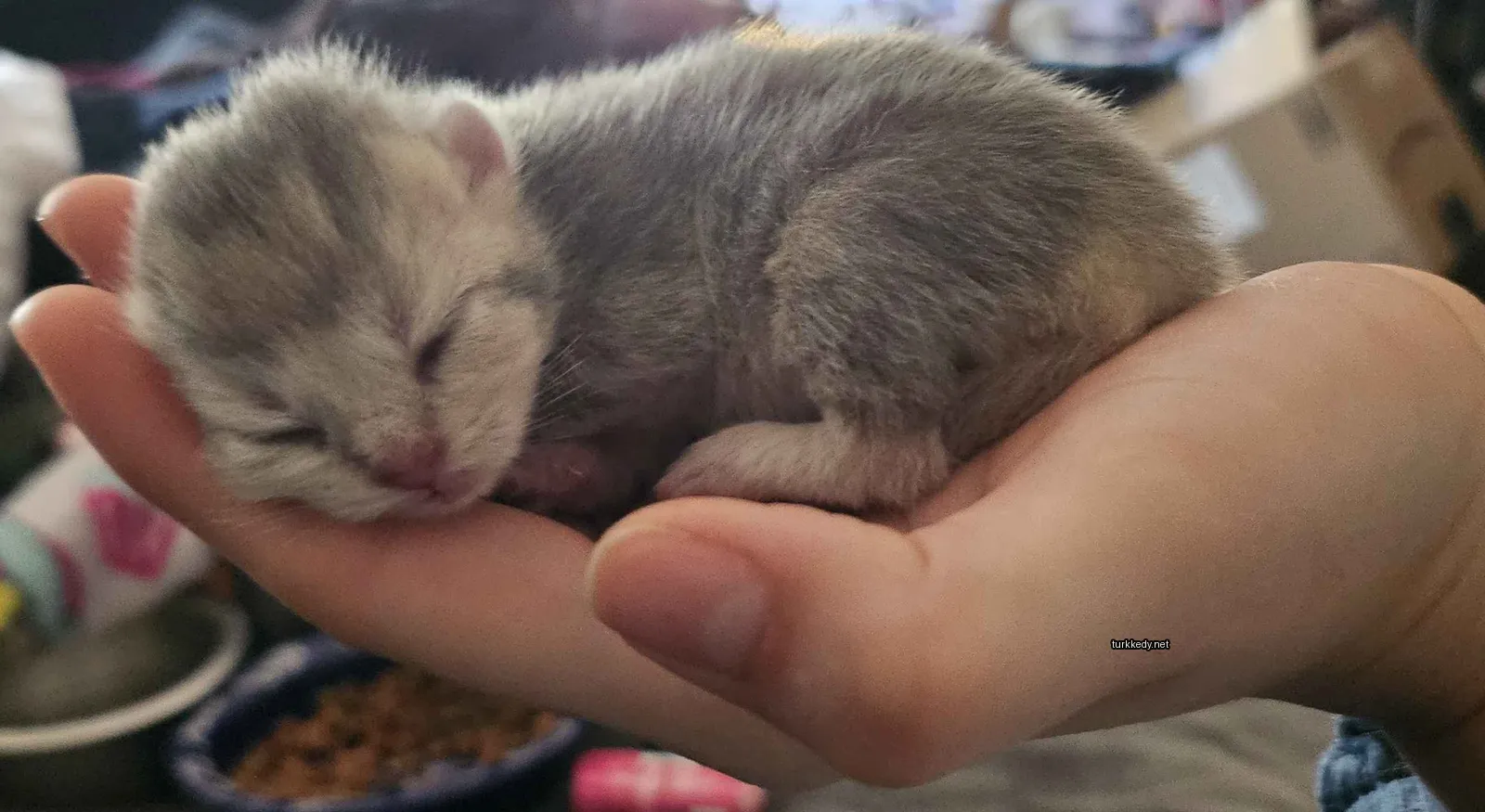 Küçük bir kedi bir kişinin elinde uyuyor.