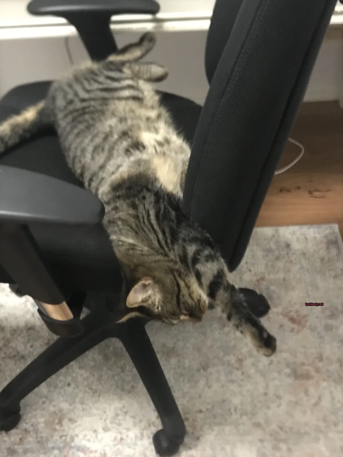 Siyah bir fare siyah bir ofis koltuğunda yatıyor.