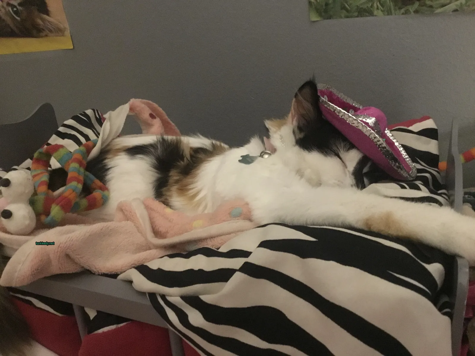 Bir kedi bir pembe şapka takıp yatakta yatıyor.