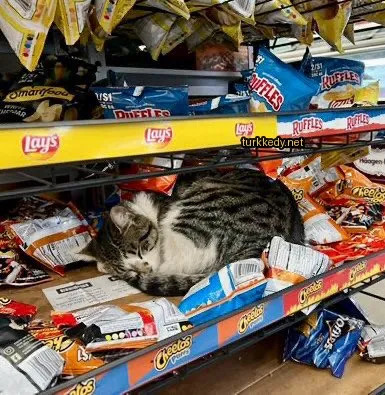 Siyah ve beyaz bir kedi, çip çip dolu bir raflarda uyuyor.