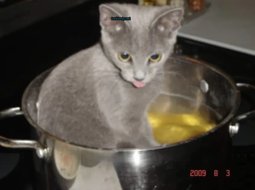 Gri bir kedi bir tencerede oturuyor.