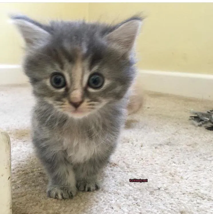 Beyaz ve gri bir kedi bir halı üzerinde duruyor.