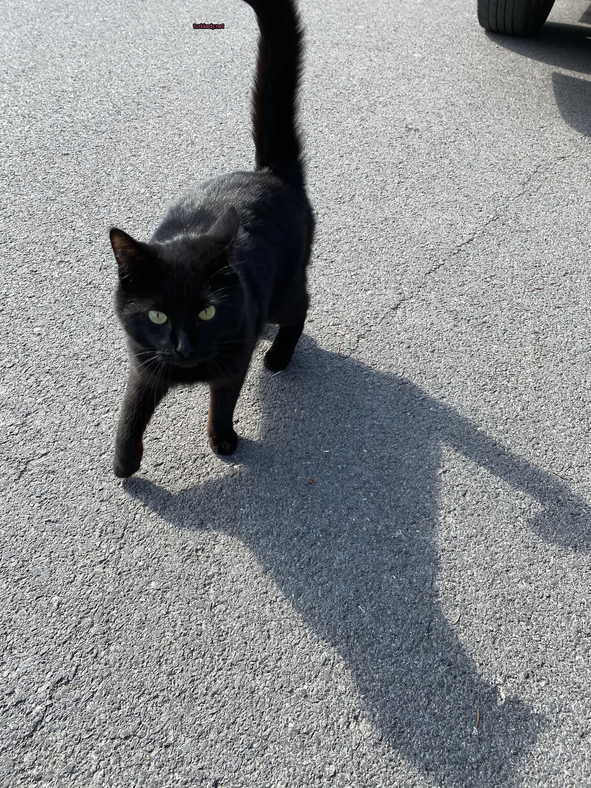 Siyah bir kedi beyaz bir kuyruğu ile bir yola yürüyor.