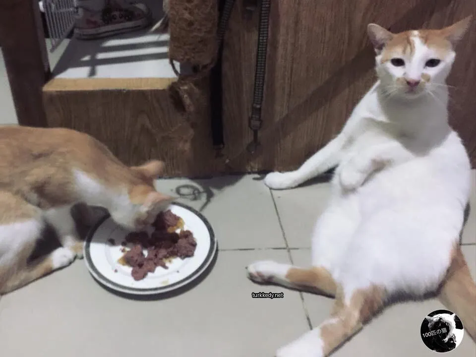 Beyaz bir kedi ve mavi bir kedi yemek yerken.