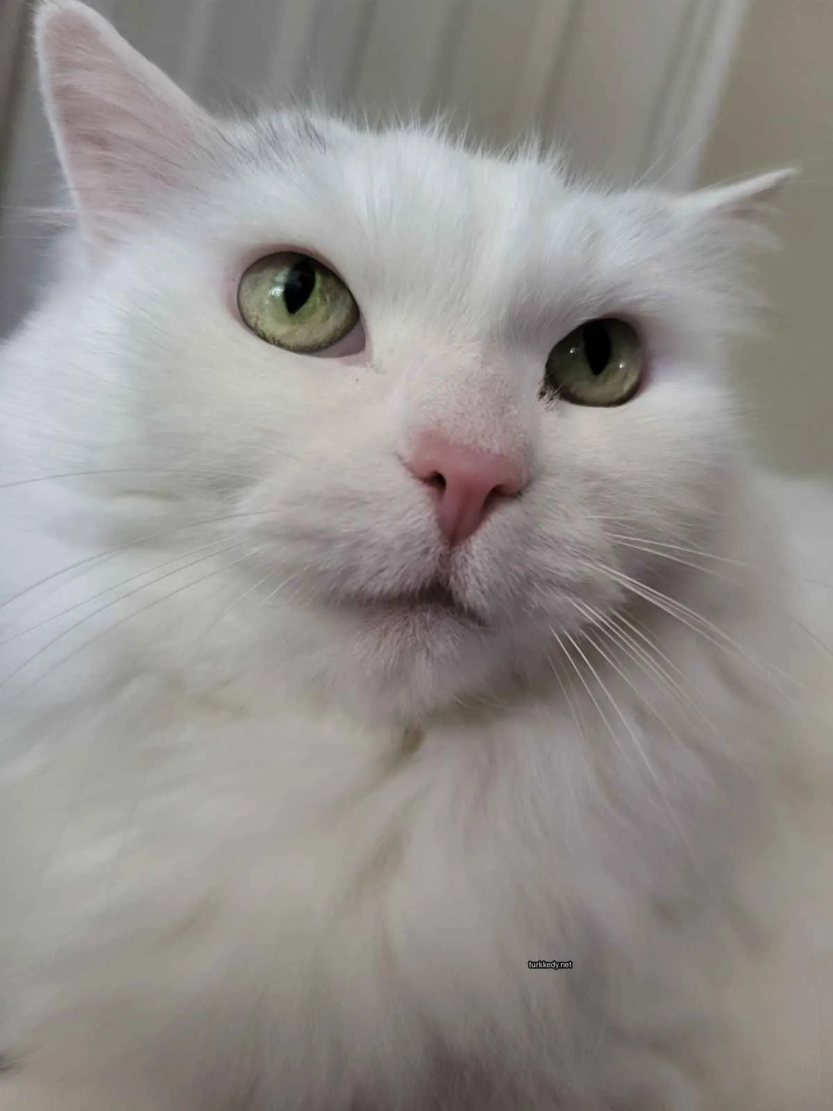 Beyaz bir kedi, yeşil gözleri ve pembe burunları var.