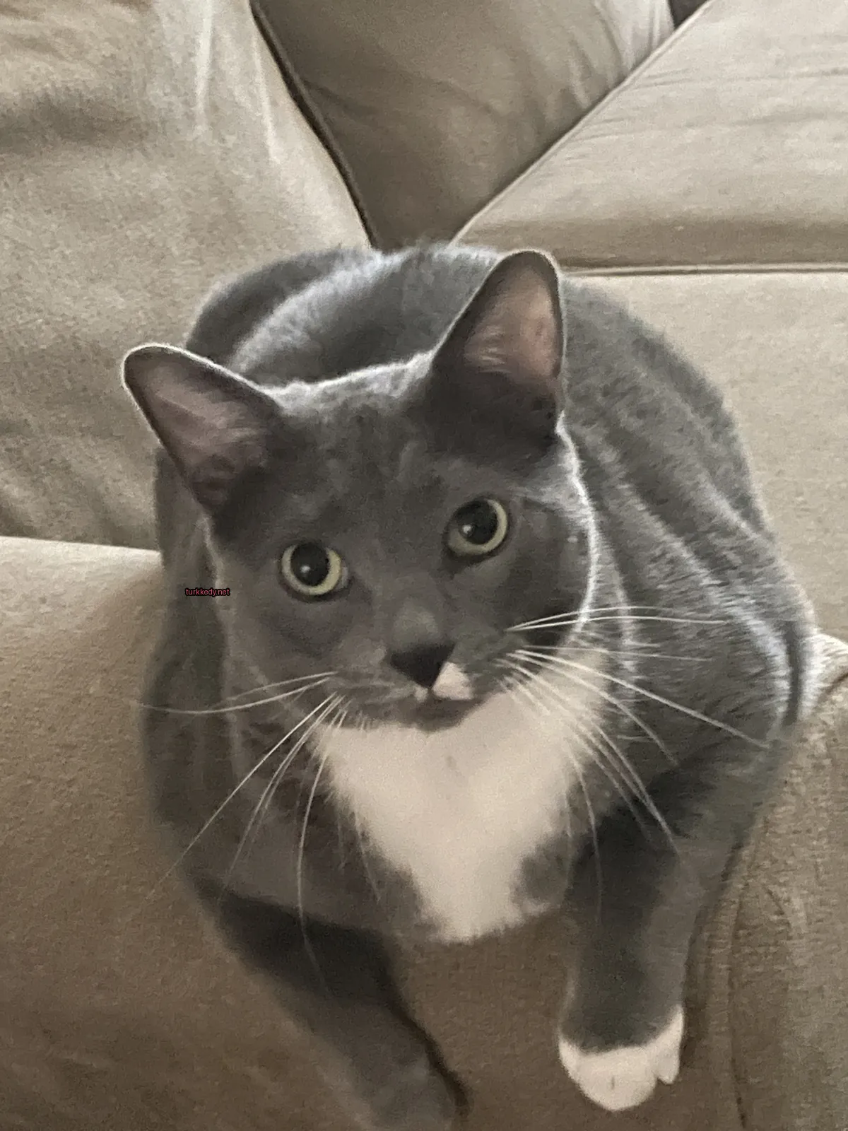 Gri ve beyaz bir kedi bir sofa üzerinde oturuyor.