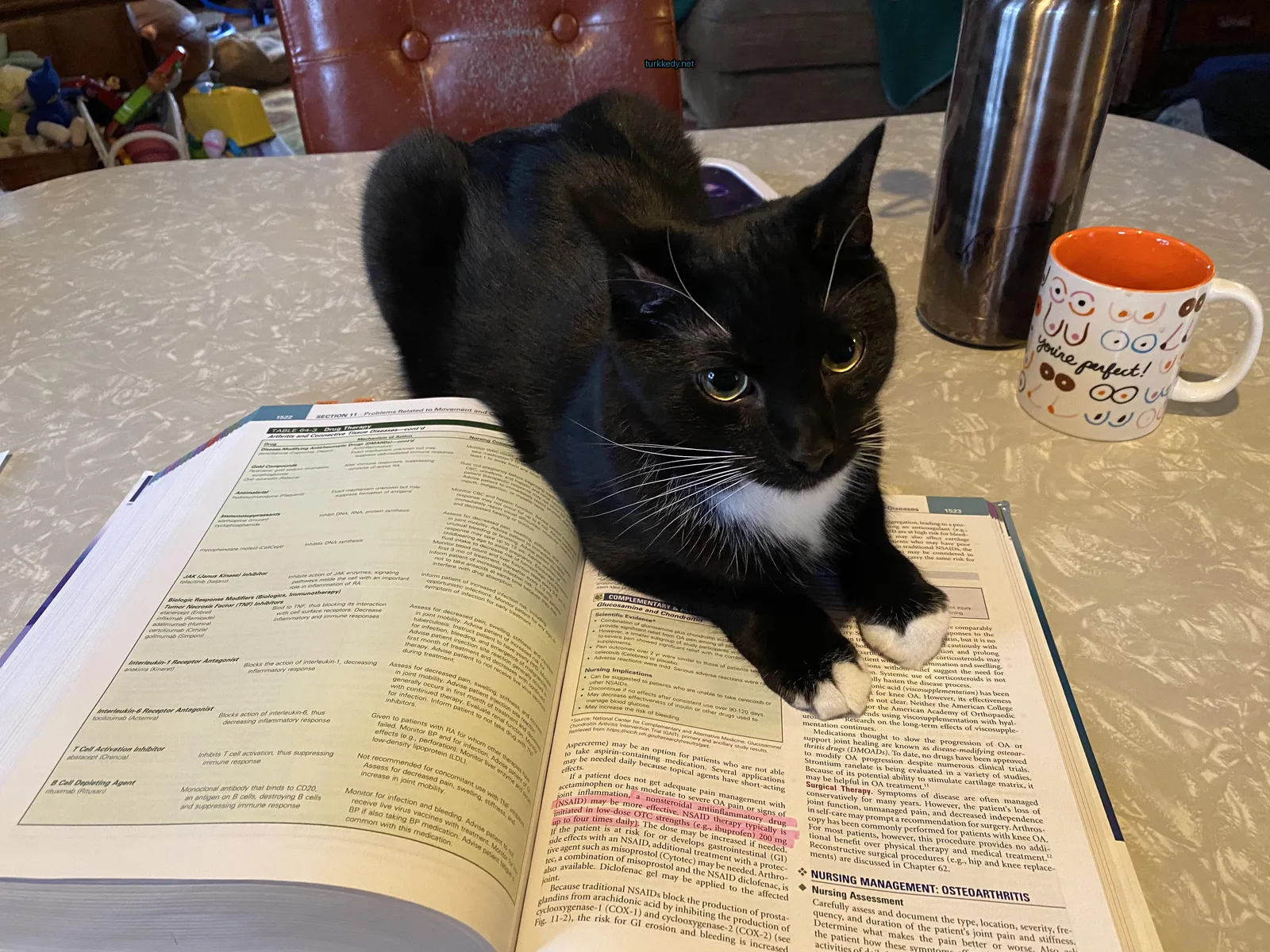 Siyah beyaz bir kedi bir kitabın üzerinde oturuyor.