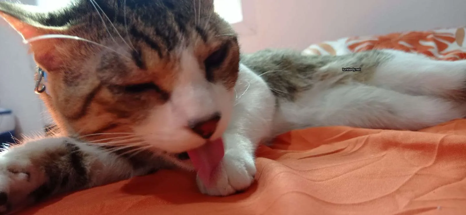 Beyaz ve kahverengi bir kedi yatağın üzerinde kulağını yalıyor.