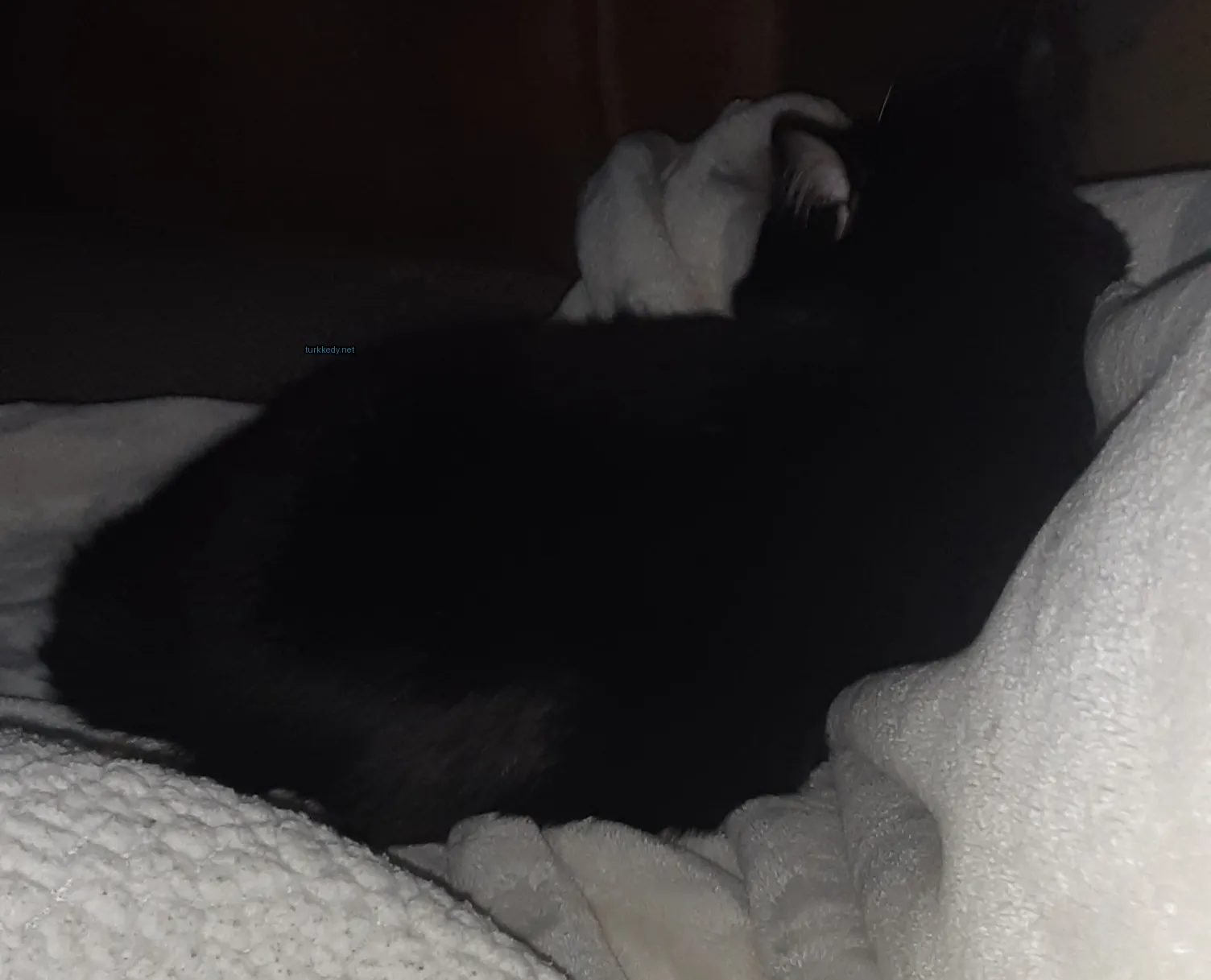Siyah bir kedi beyaz bir örtü üzerinde yatıyor.