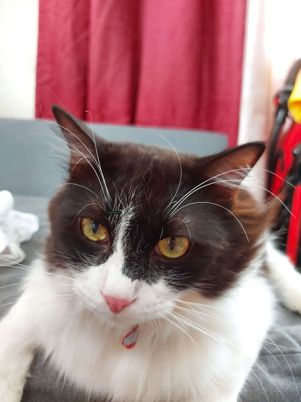 Siyah ve beyaz bir kedi, kırmızı bir kemerle yatağa yatıyor.
