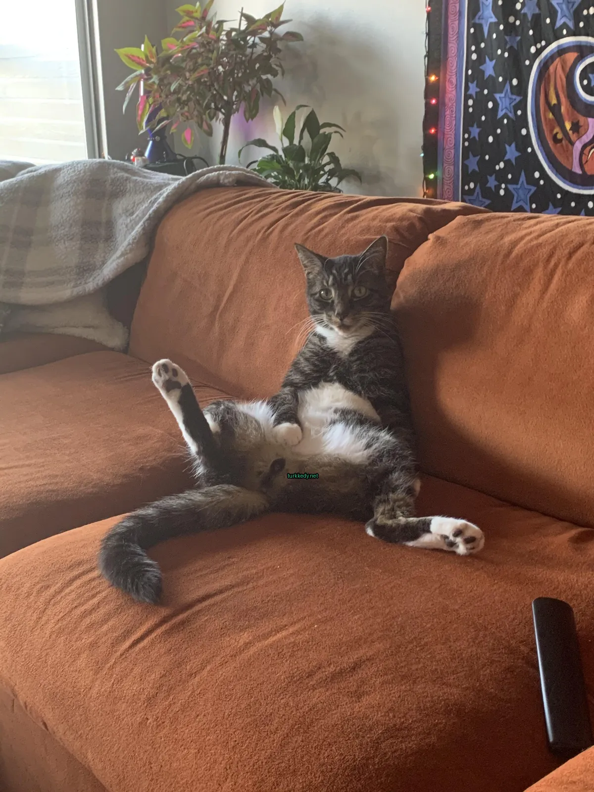 Koyu ve beyaz bir kedi koltuğun üzerinde ayaklarını havada sallayarak oturuyor.