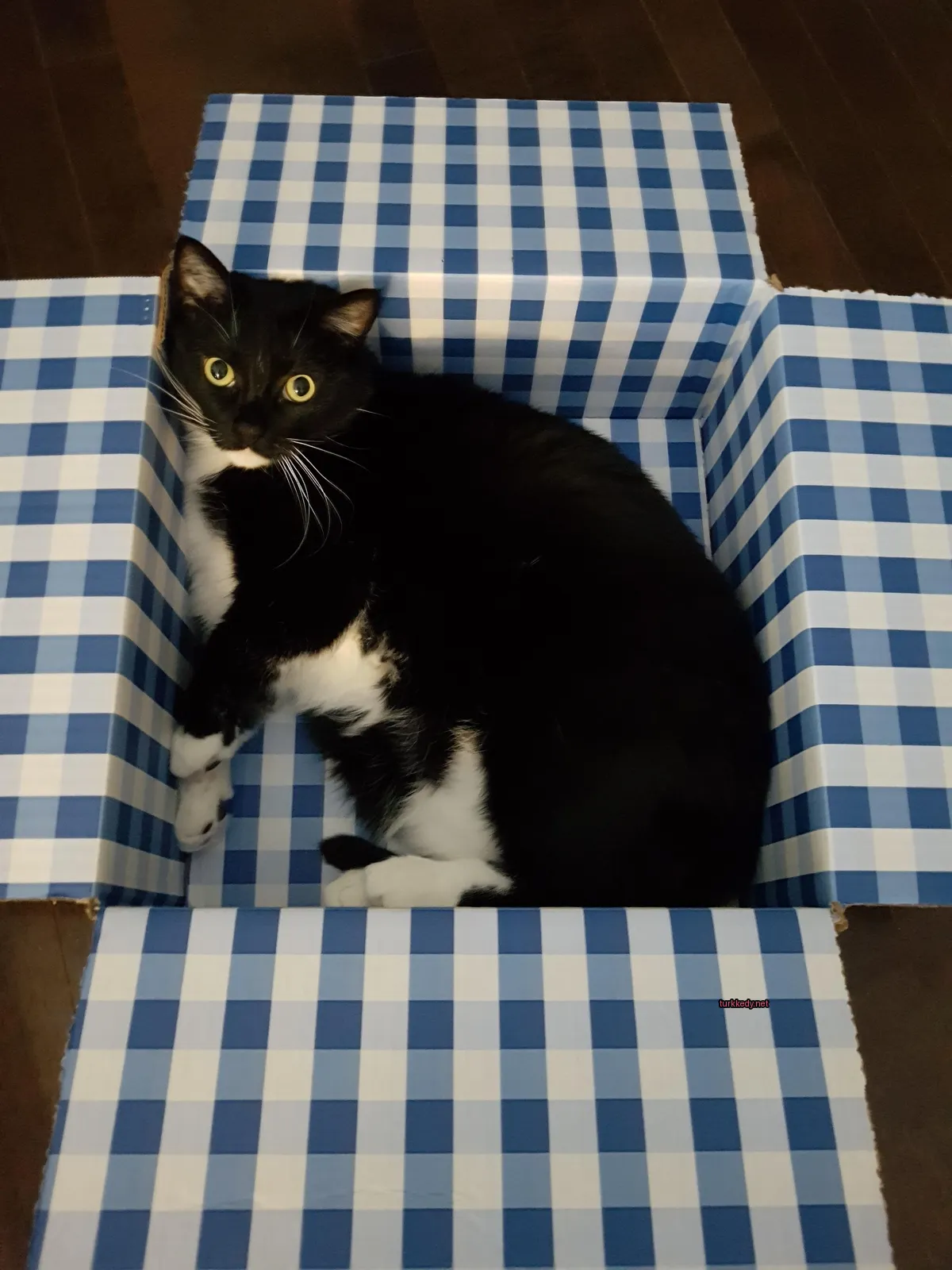 Siyah ve beyaz bir kedi mavi ve beyaz bir kutuda yatıyor.