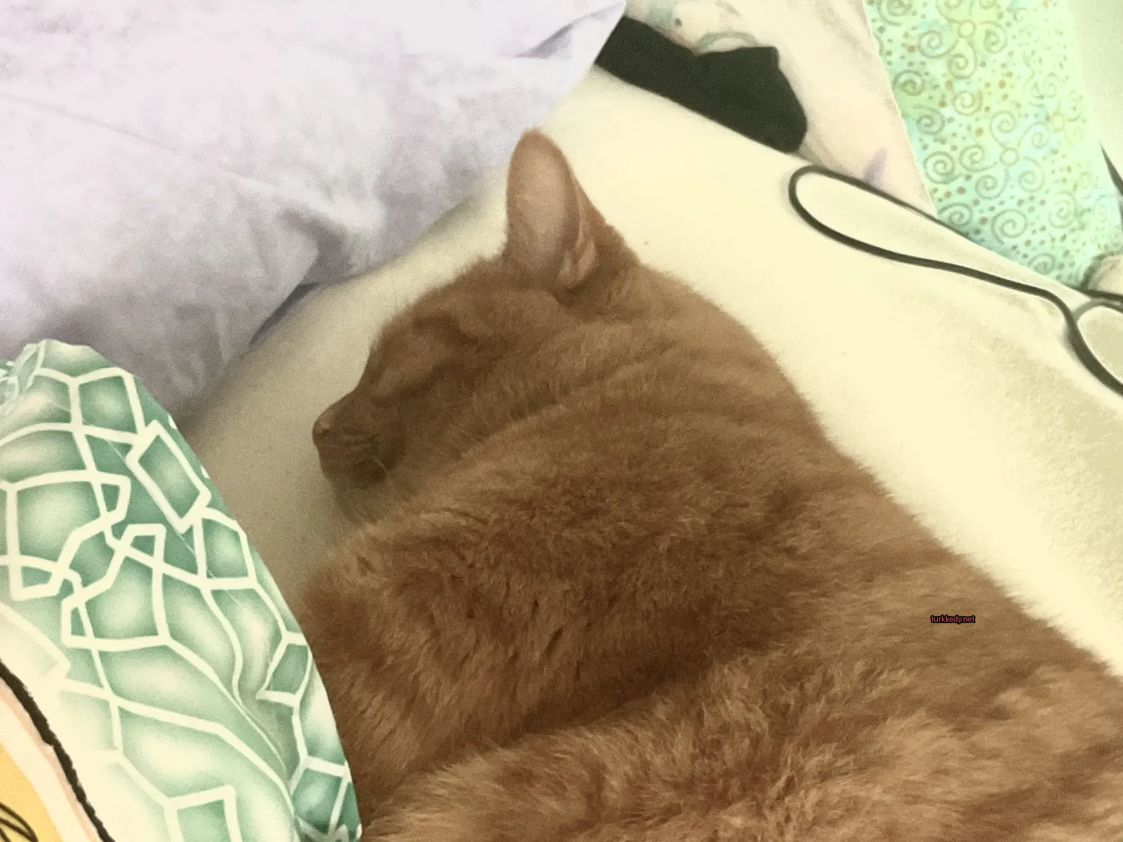 Koyu ve beyaz bir kedi yatakta yatıyor.