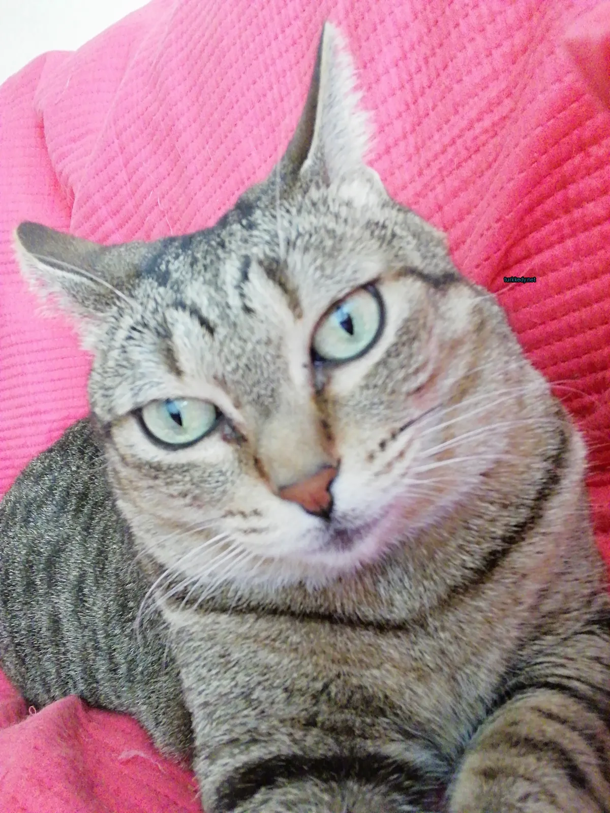 Gri ve beyaz bir kedi mavi yeşil gözlerle bir pink yastıkta yatıyor.