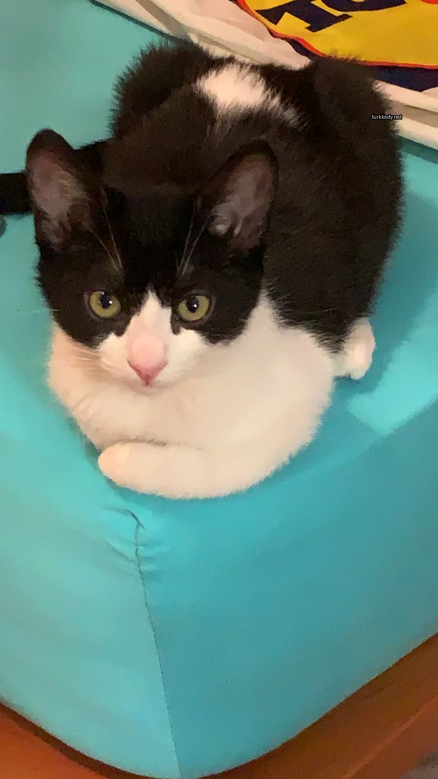 Siyah ve beyaz bir kedi, mavi bir minderin üzerinde beyaz göğüsleriyle yatıyor.