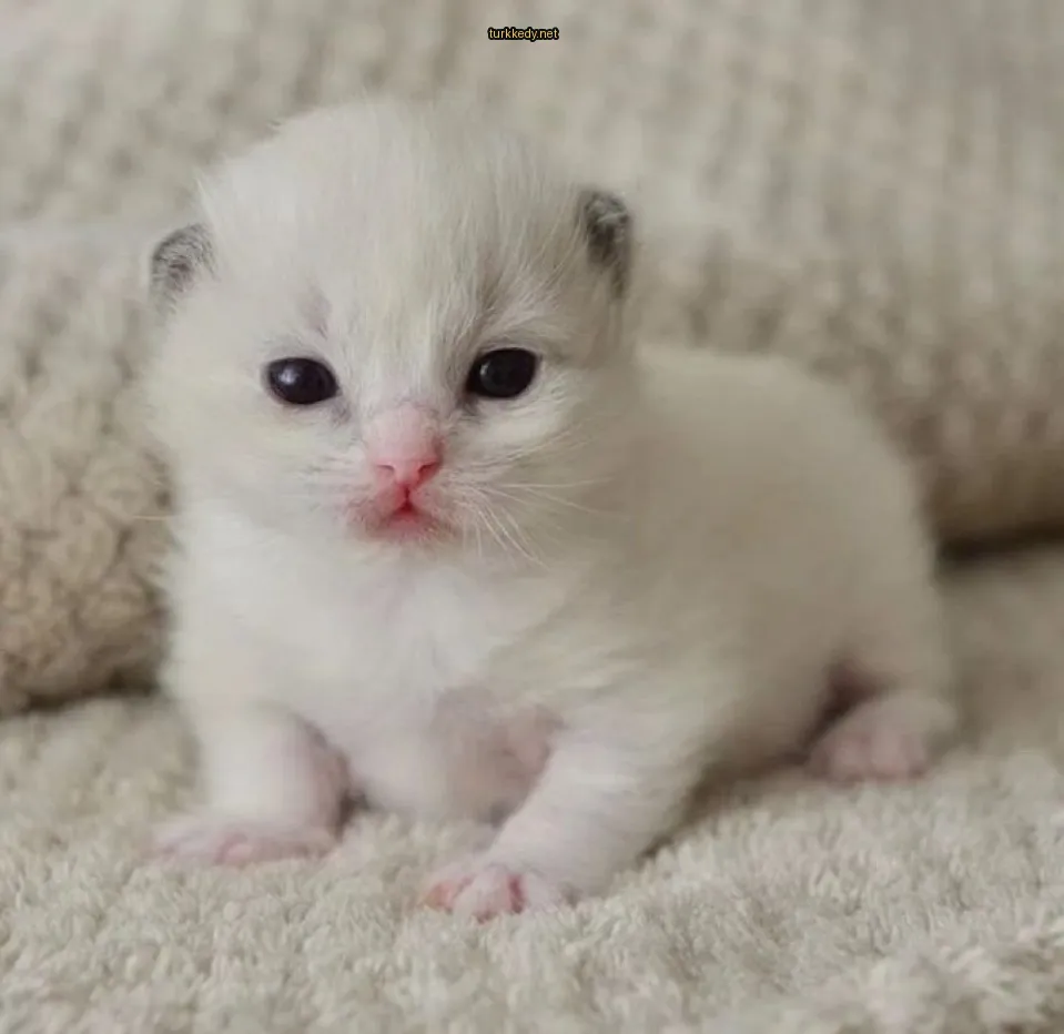 Beyaz bir kedi, beyaz bir battaniyede beyaz kulakları ve bıyıkları olan bir beyaz kedi.