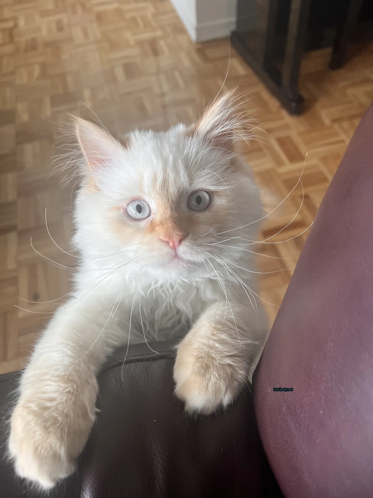 Beyaz bir kedi, deri koltukta oturuyor ve burun ve kaşları kahverengi.