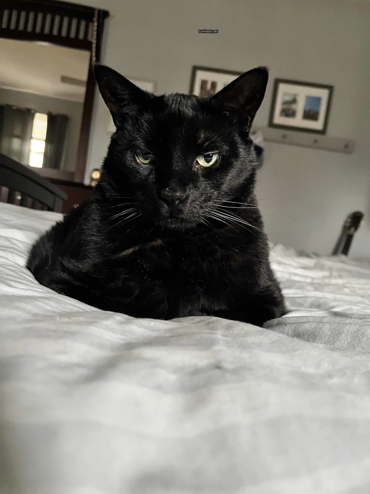 Siyah bir kedi beyaz göğsüyle yatakta oturuyor.