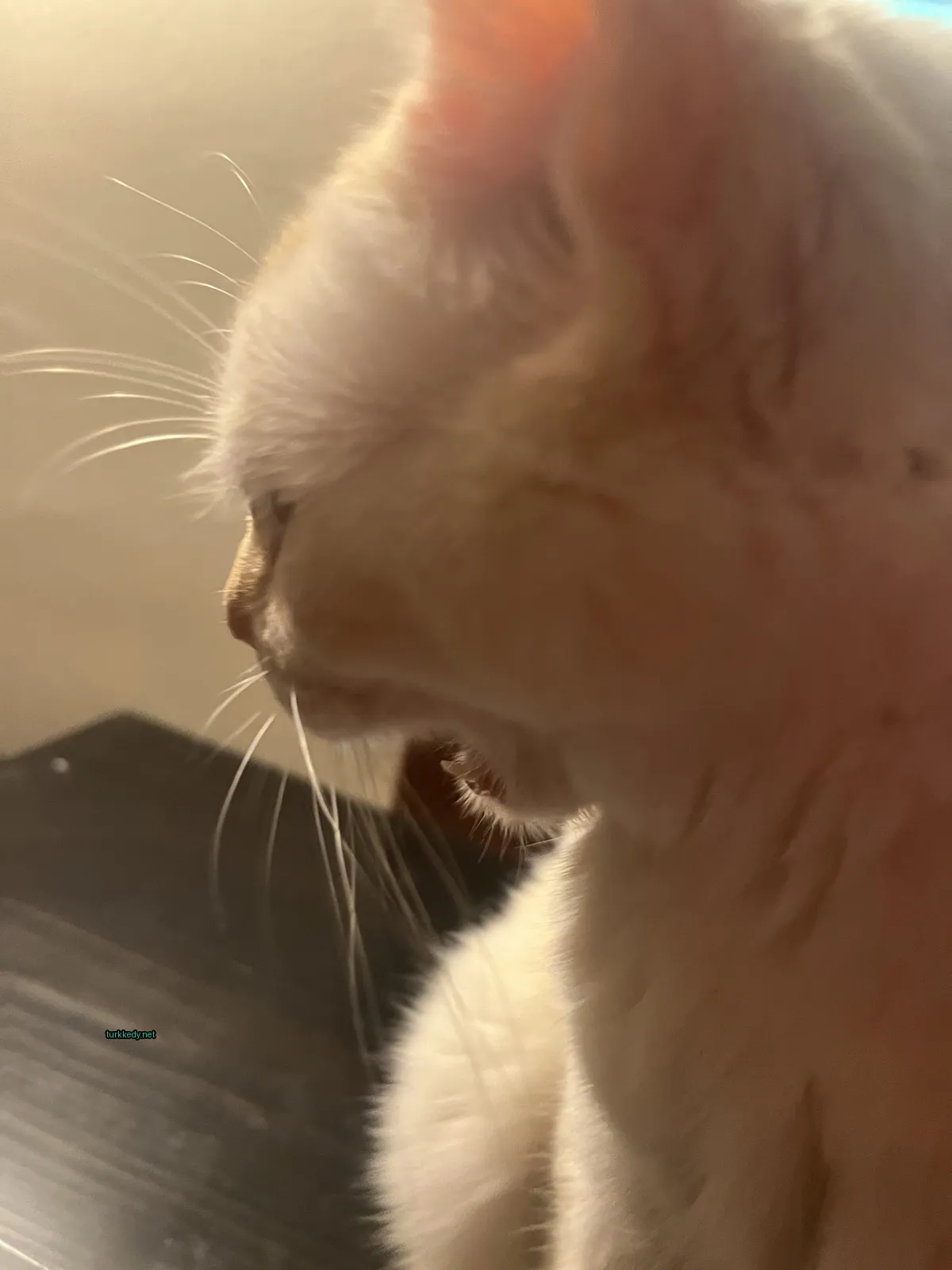 Beyaz bir kedi, kuyruğu ve burun delikleri siyah olan masa üzerinde oturuyor.