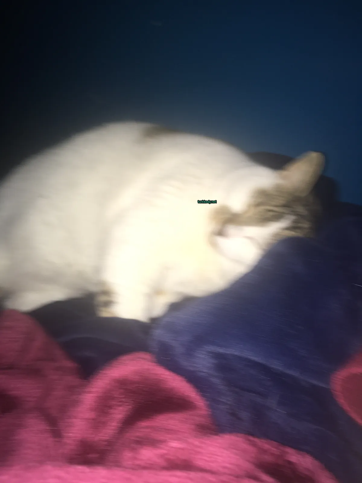Beyaz bir kedi, kahverengi lekeleri olan, bir minderin üzerinde yatıyor.