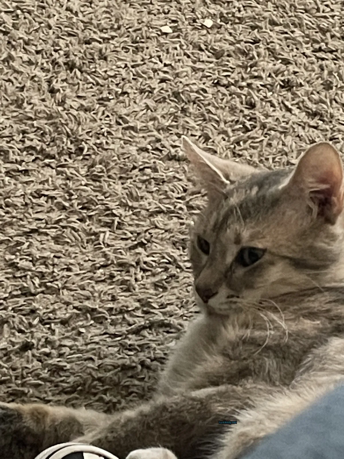 Gri ve beyaz bir kedi bir koltukta yatıyor.