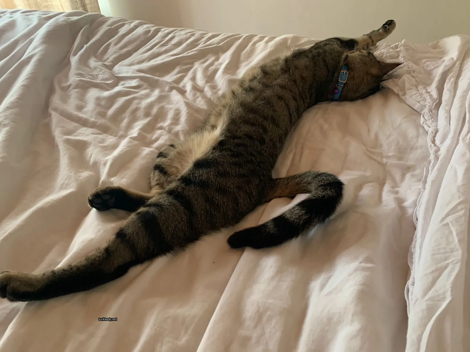 Siyah ve kahverengi şeritli bir kedi beyaz bir yatakta yatıyor.
