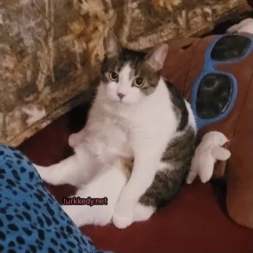 Beyaz ve kahverengi desenli bir fettir bir sofa üzerinde oturuyor.