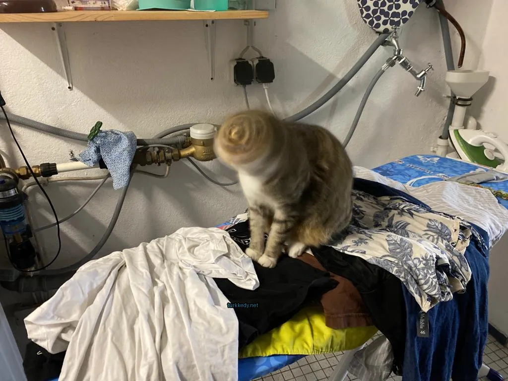 Beyaz yüzü ve kahverengi ve siyah tüylü bir kedi bir kumaş yığını üzerinde oturuyor.