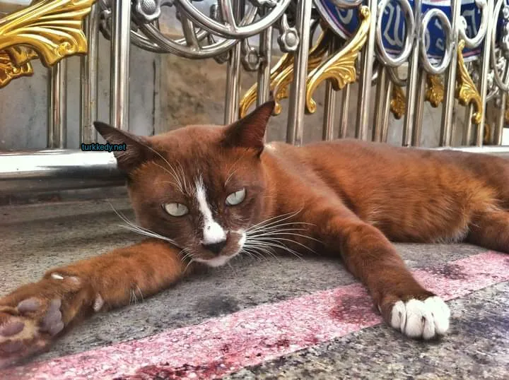Kara ve beyaz bir kedi zemine yatıyor.