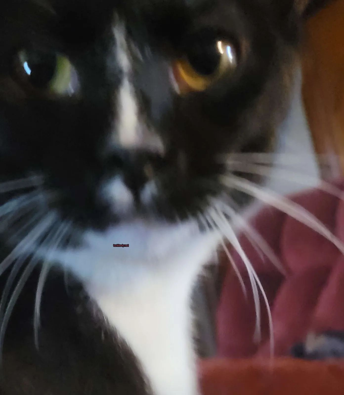 Siyah ve beyaz bir kedi, beyaz burun ve tırnaklarıyla kameralara bakıyor.