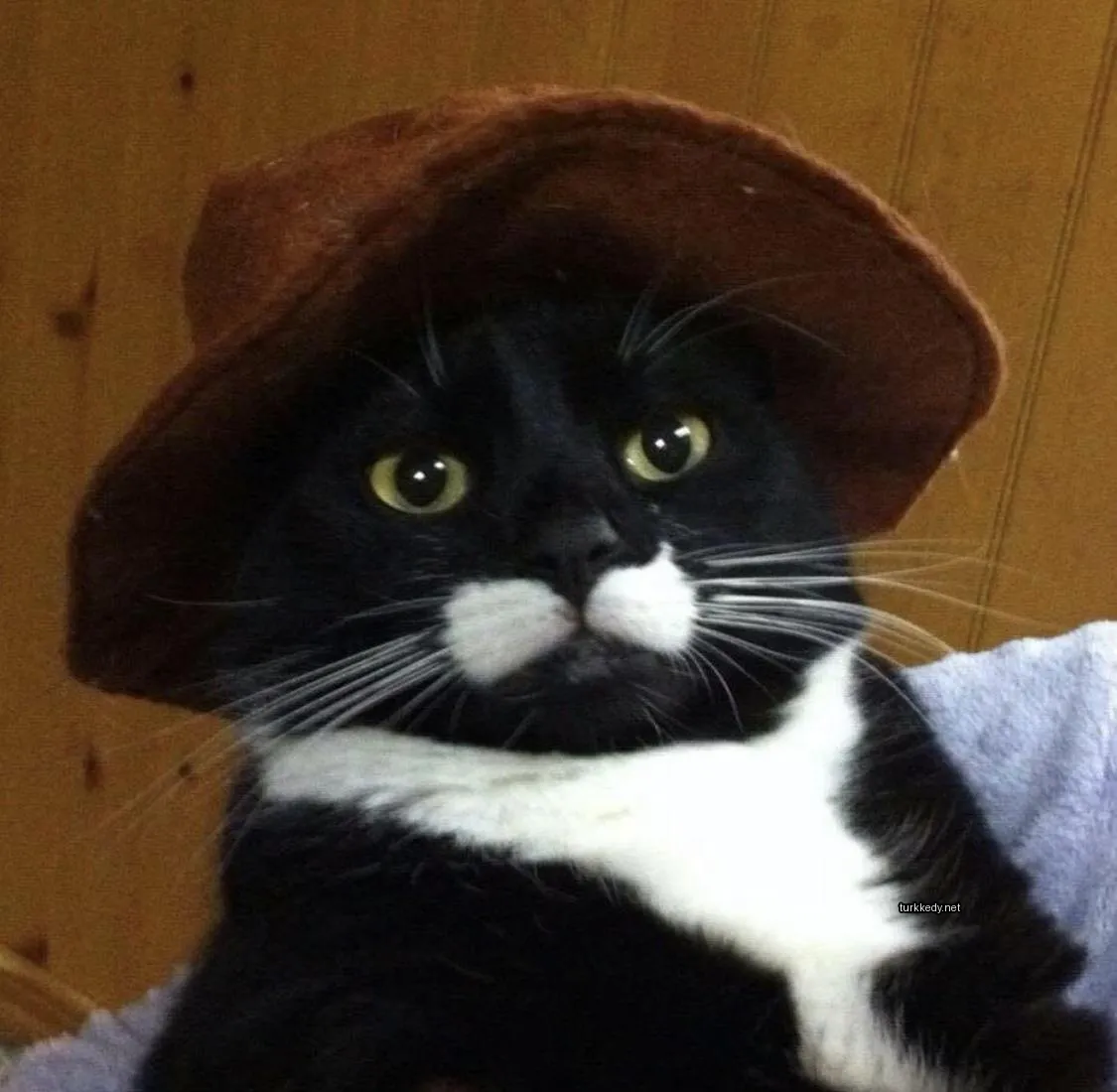 Siyah bir kedi, bir kahverengi ve bir beyaz şapka takılmış.