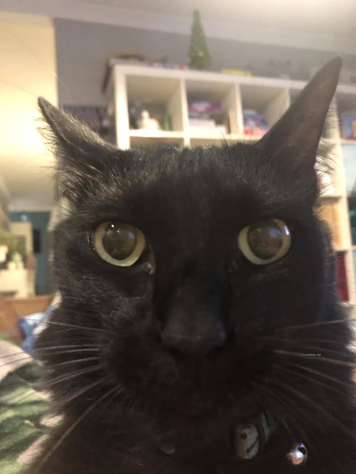 Siyah bir kedi mavi yeşil gözlerle kameralara bakıyor.