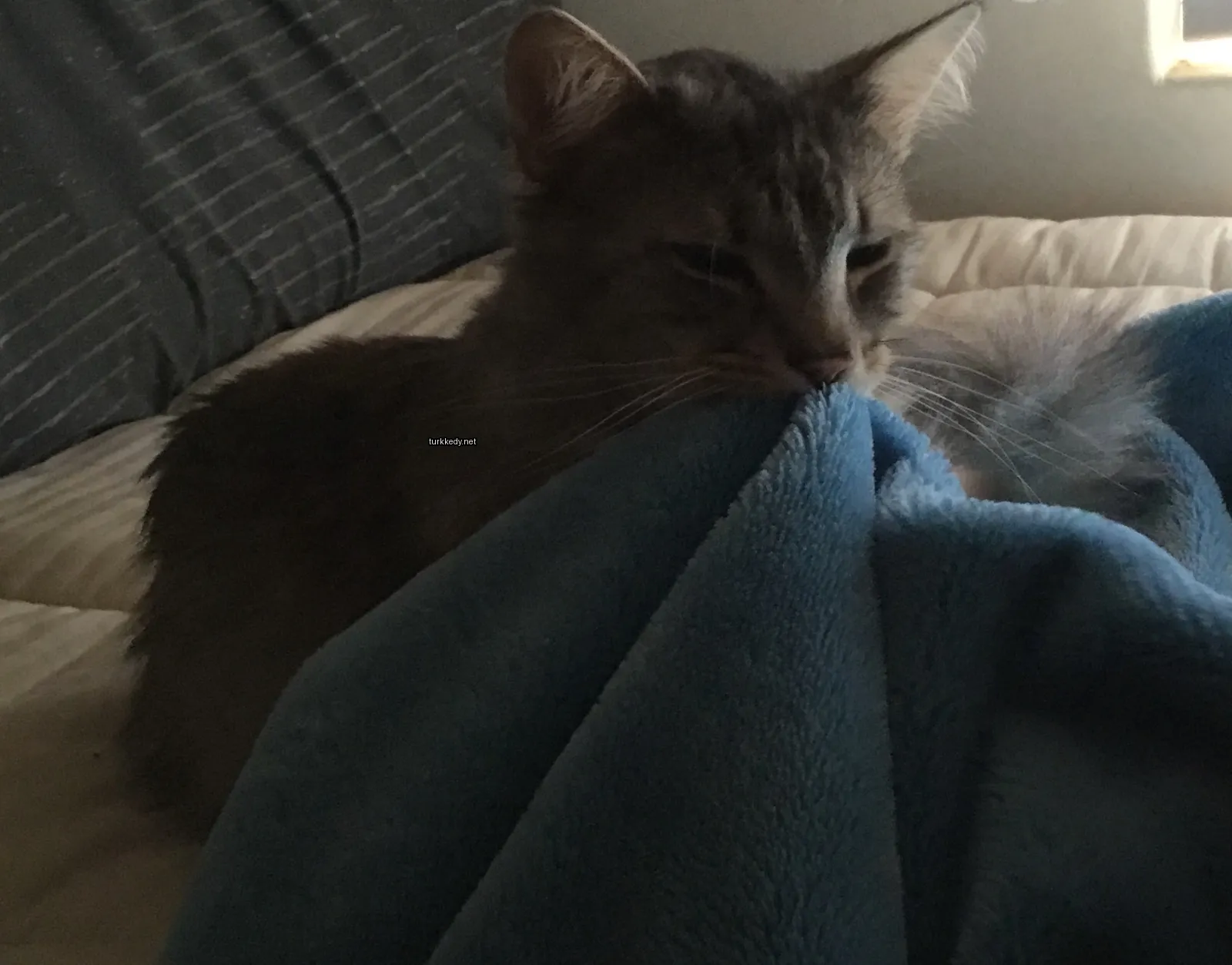 Gri bir kedi yatakta bir çizgili minderin üzerinde.