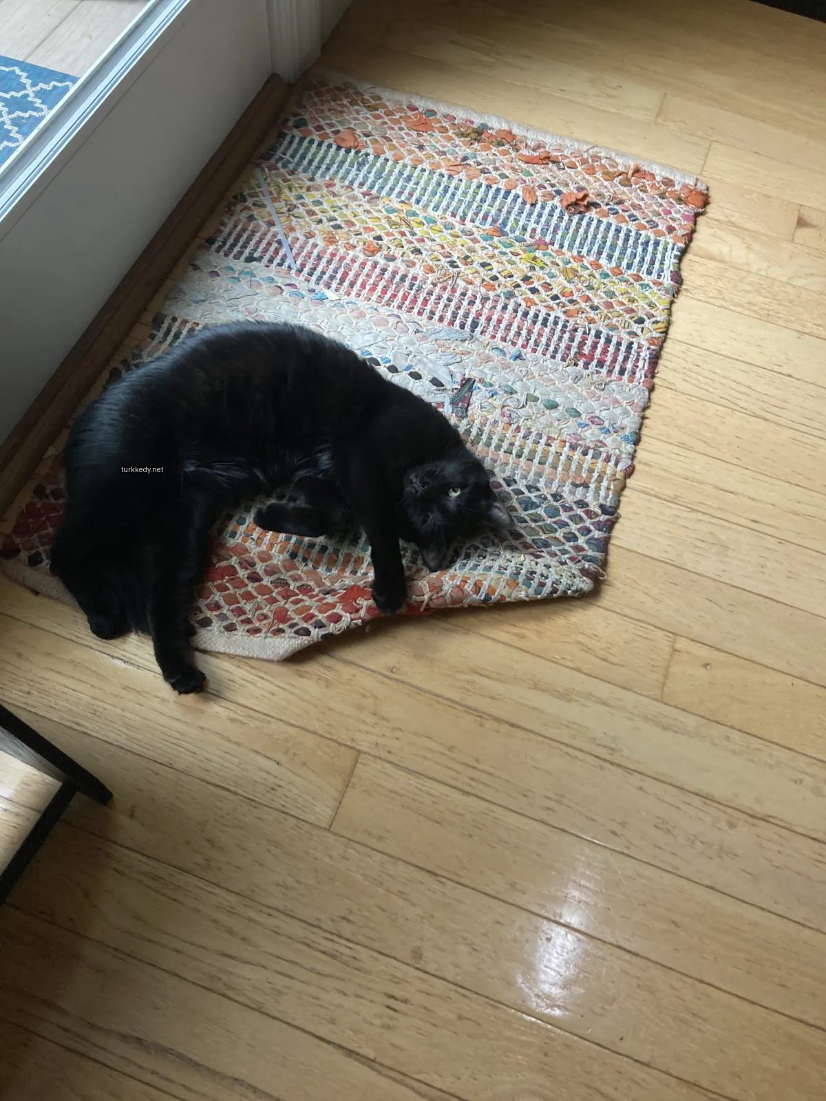 Bir siyah kedi bir odada bir halı üzerinde yatıyor.