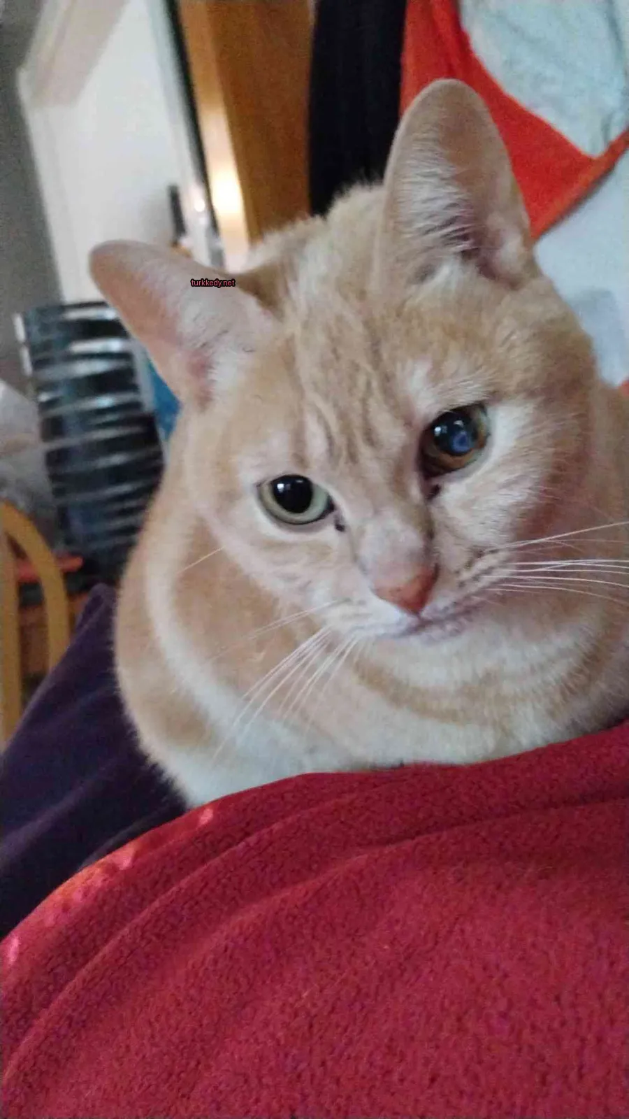 Kara ve beyaz bir kedi mavi bir kolyeli kırmızı bir yastık üzerinde oturuyor.