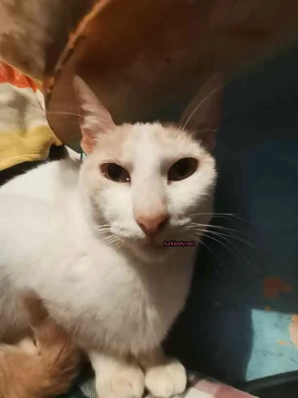 Beyaz bir kedi, bir kulağındaki kahverengi lekeyle, mavi bir yüzey üzerinde oturuyor.