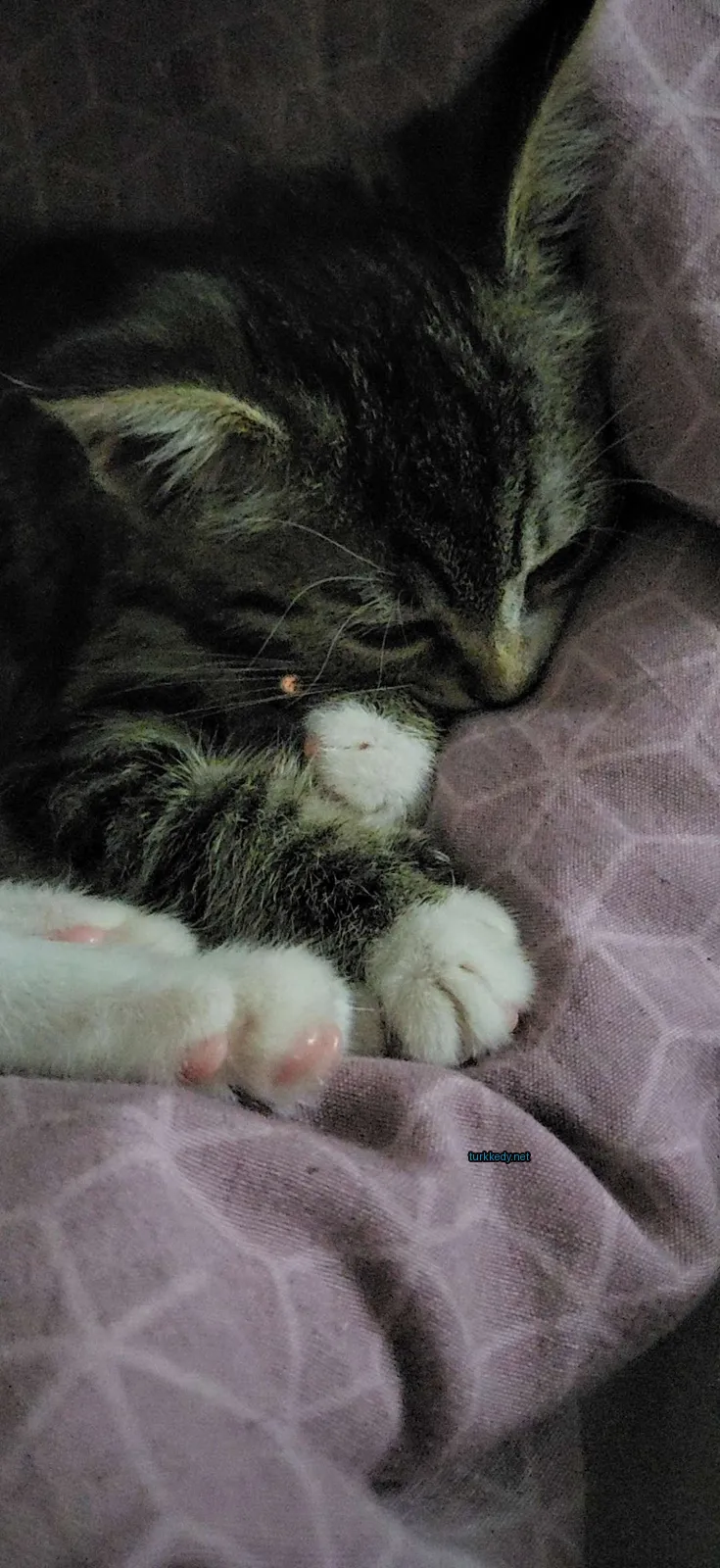 Gri ve beyaz bir kedi yatağın üzerinde uyuyor.