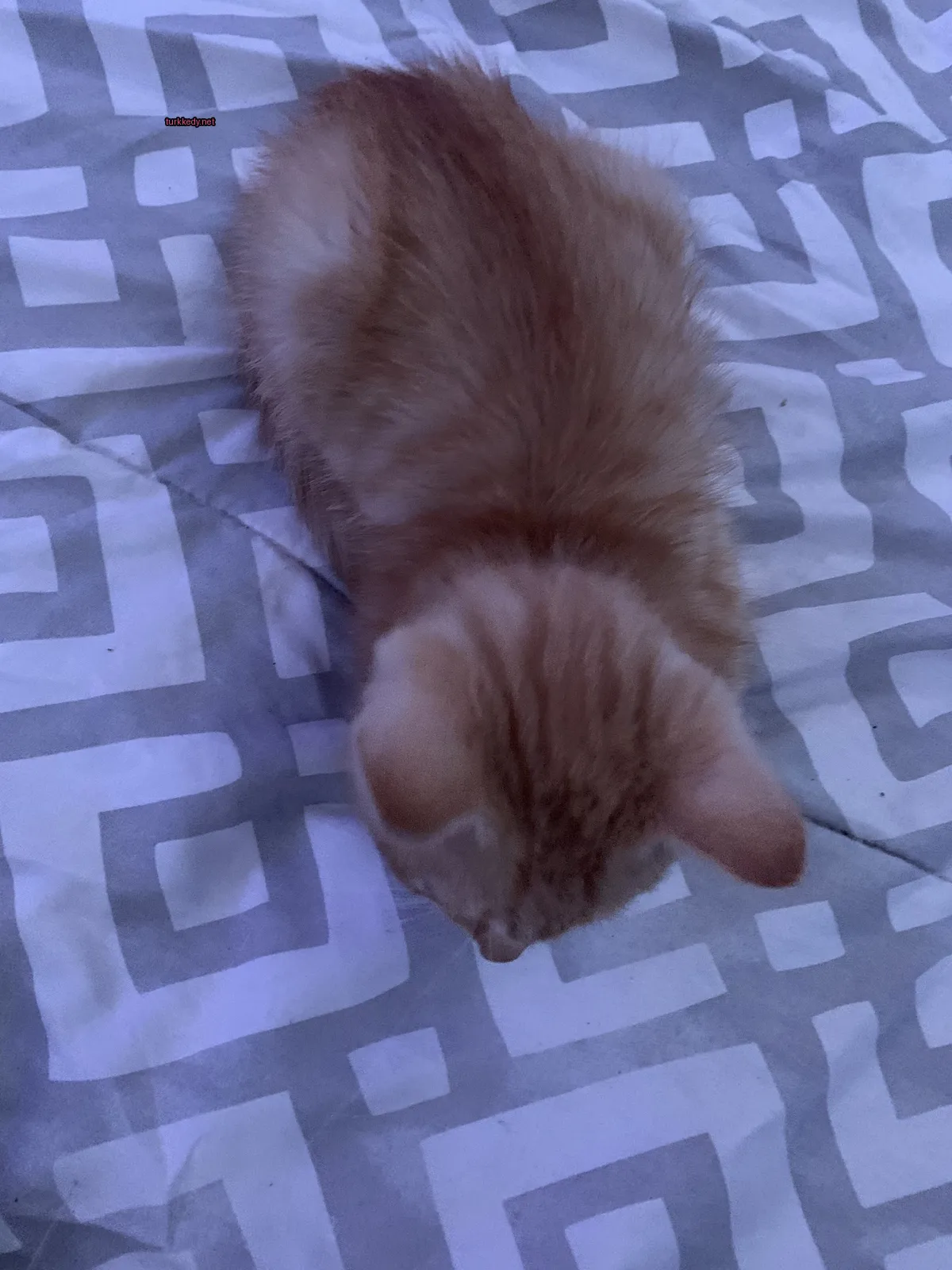 Beyaz ve turuncu bir kedi yatakta yatıyor.
