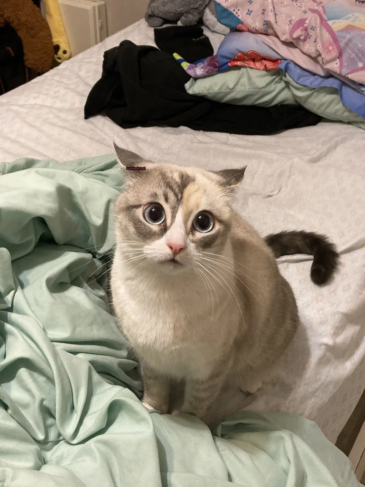 Beyaz ve gri bir kedi, bir pembeden oluşan bir kemerle koltukta oturuyor.