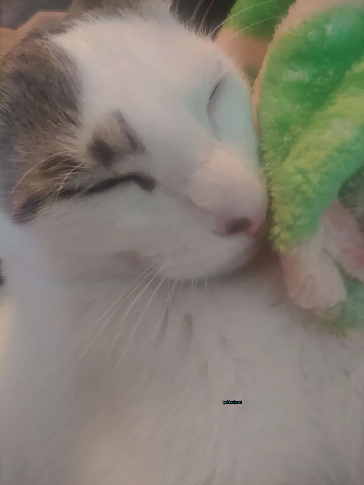 Beyaz ve siyah bir kedi, başındaki yeşil bir battaniyeye sahiptir.