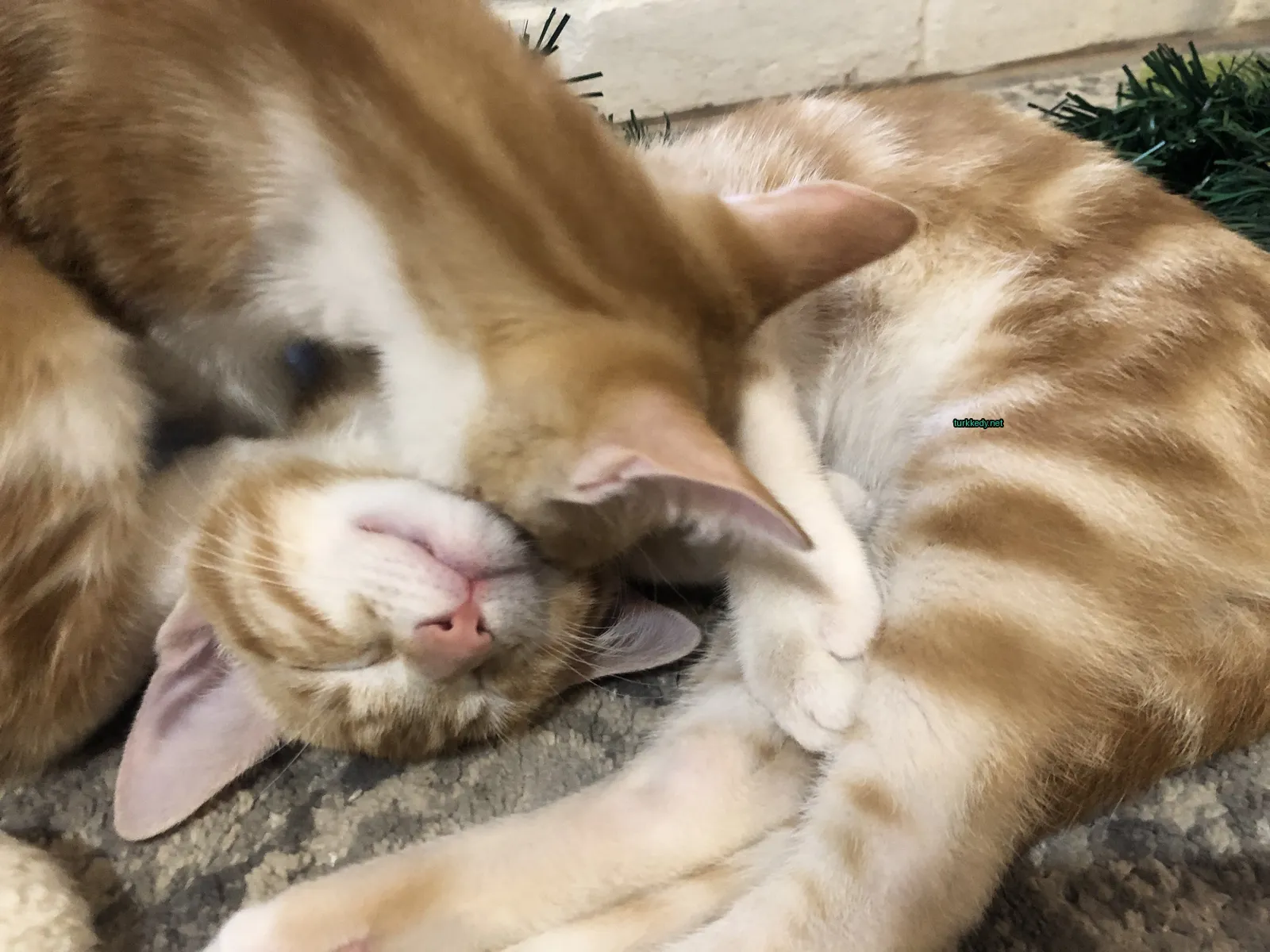 Beyaz yüzü ve krem rengi vücutlu bir kedi zemine yatıyor.