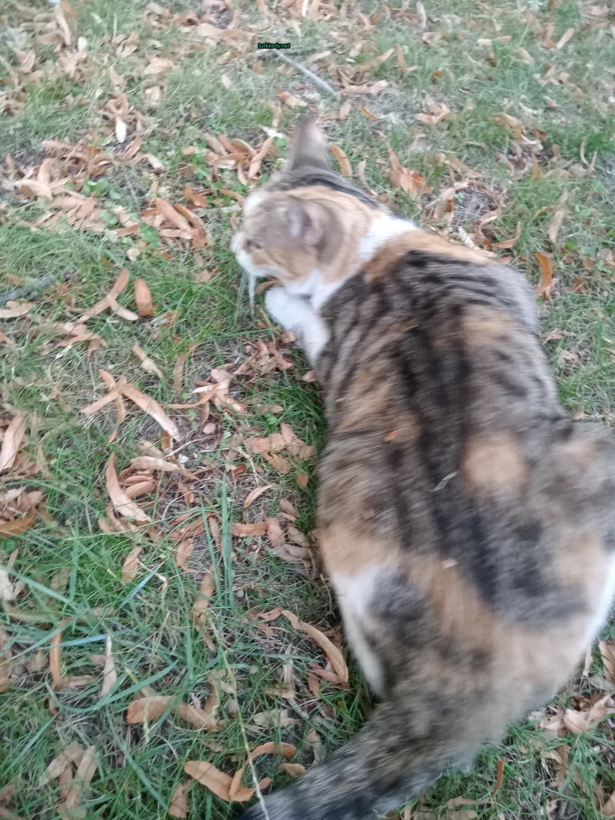 Koyu kahverengi ve beyaz bir kedi otun üzerinde yatıyor.